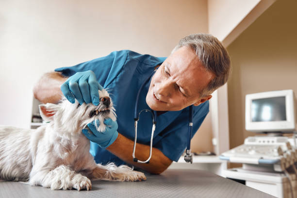 Best Urgent Dental Care in Steep Falls, ME